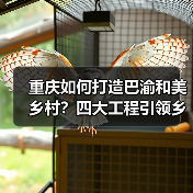 重庆如何打造巴渝和美乡村?四大工程引领乡村振兴(图2) 重庆如何打造巴渝和美乡村?四大工程引领乡村振兴(图2)